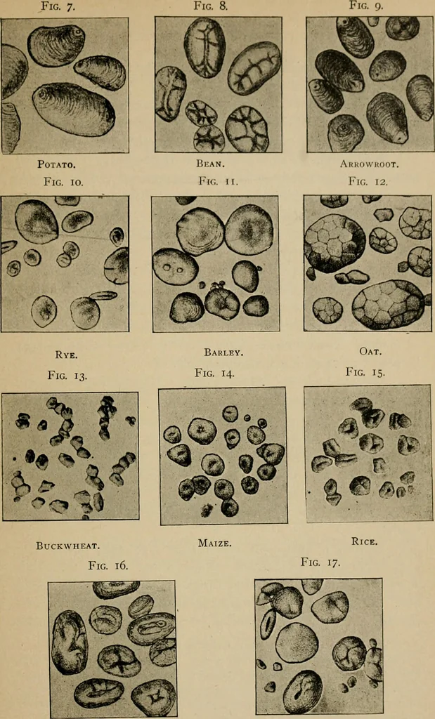 An illustration from Practical physiological chemistry : a book designed for use in courses in practical physiological chemistry in schools of medicine and of science, 1907, leaf 48