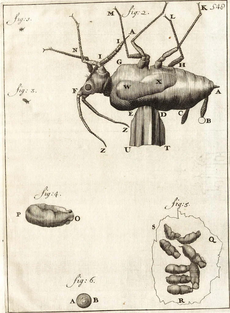 An illustration from Arcana naturae detecta, 1695, leaf 614