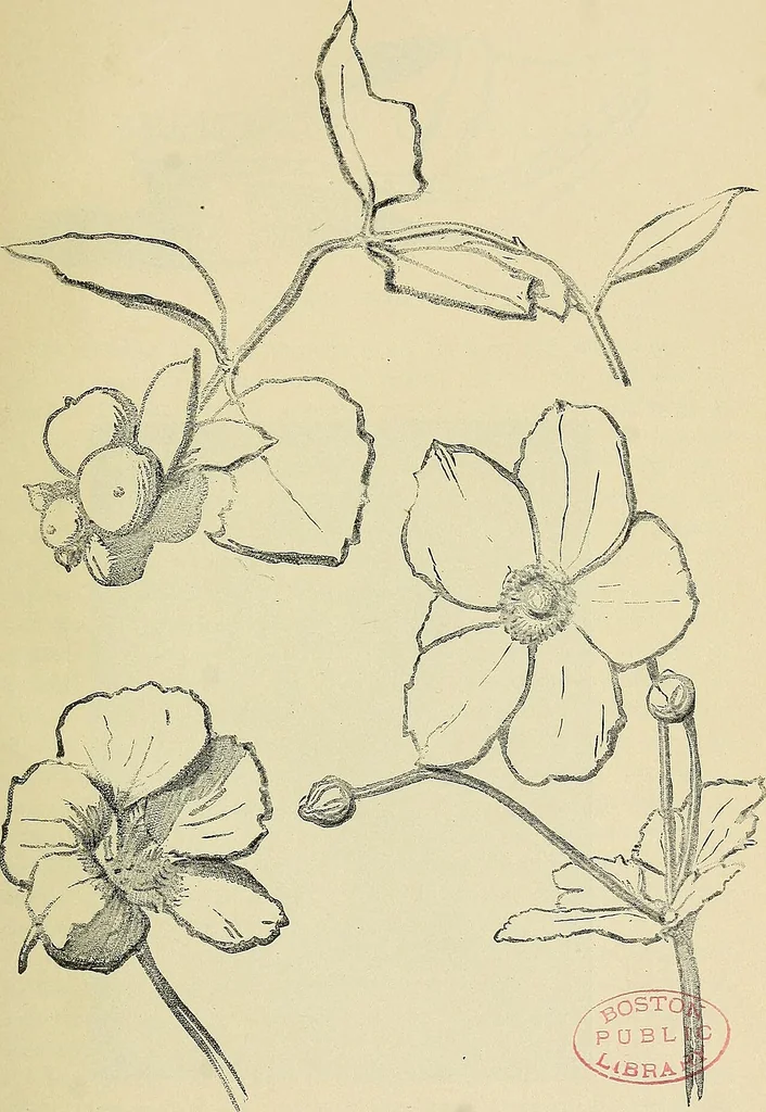 An illustration from Free-hand drawing : a manual for teachers and students, 1898, leaf 13