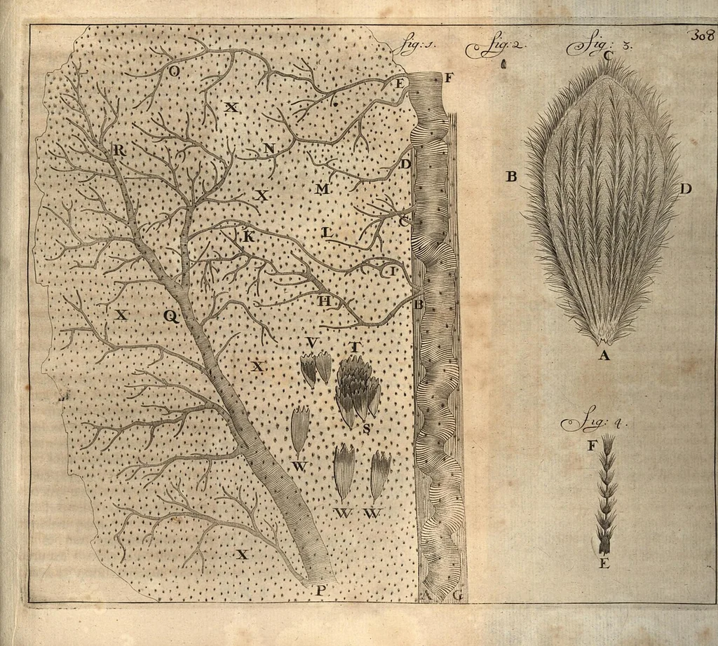 An illustration from Arcana naturae detecta, 1695, leaf 350