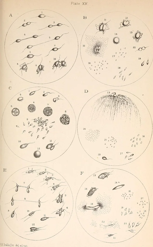 An illustration from The microscope and its revelations, 1901, leaf 806