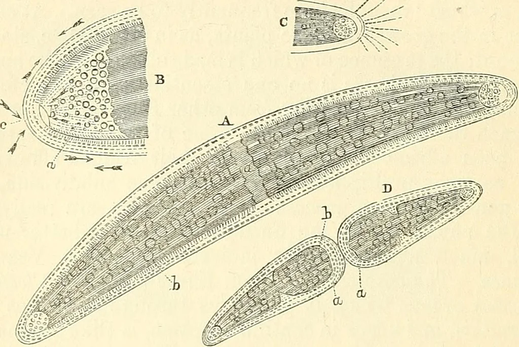 An illustration from The microscope and its revelations, 1856, leaf 311