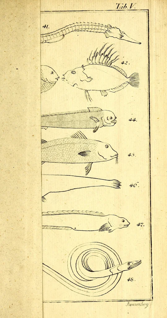 An illustration from Versuch einer Anleitung zur Kenntniss und Geschichte der Thiere und Mineralien : für akademische Vorlesungen entworfen, und mit den nöthigsten Abbildungen versehen, 1788, leaf 556