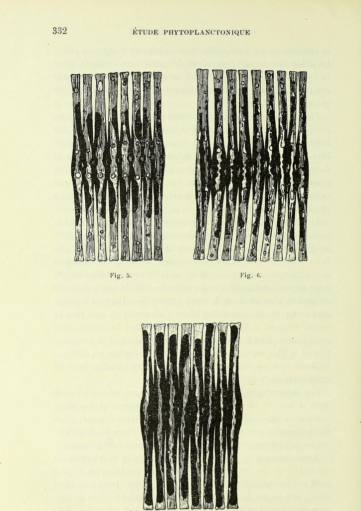 An illustration from Archives des sciences physiques et naturelles, 1919, leaf 369