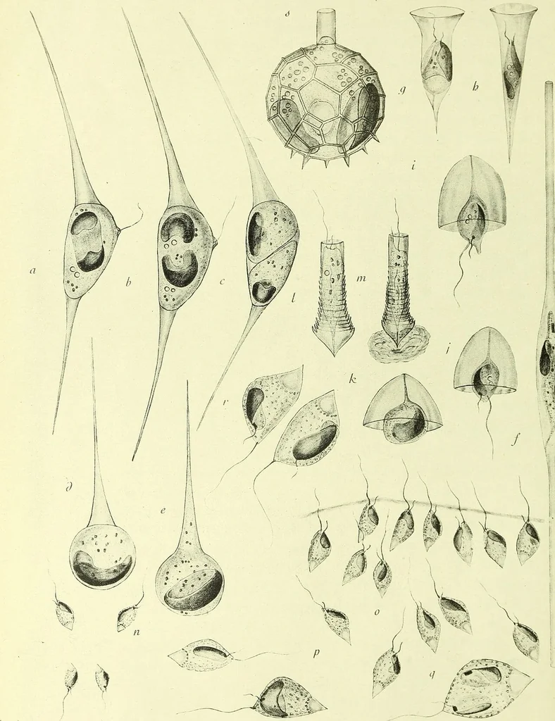 An illustration from Archives des sciences physiques et naturelles, 1919, leaf 489
