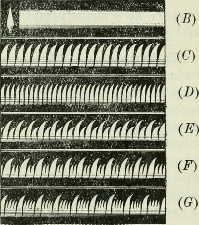 An illustration from The Ontario high school physics, 1911, leaf 212