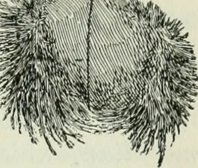 An illustration from The Ontario high school physics, 1911, leaf 378
