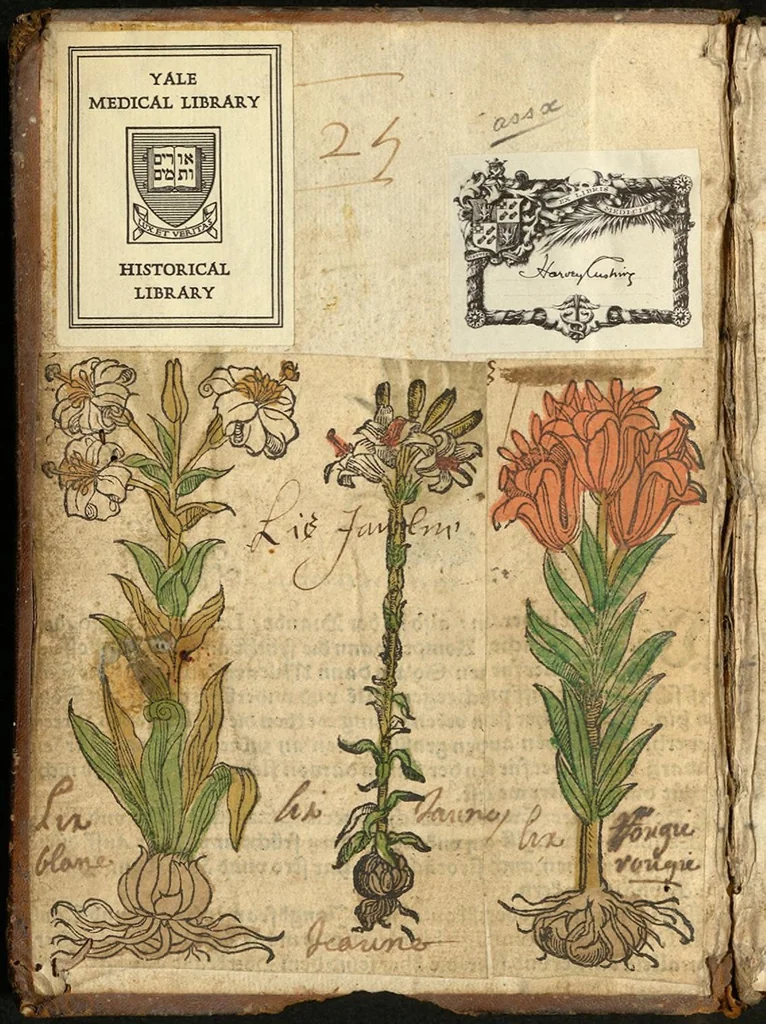 An illustration from Le grant herbier en Francoys, 1540, leaf 1