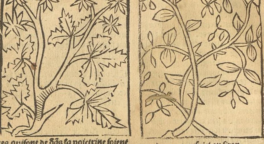An illustration from Le grant herbier en Francoys, 1540, leaf 107