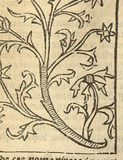 An illustration from Le grant herbier en Francoys, 1540, leaf 157