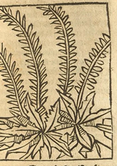 An illustration from Le grant herbier en Francoys, 1540, leaf 256