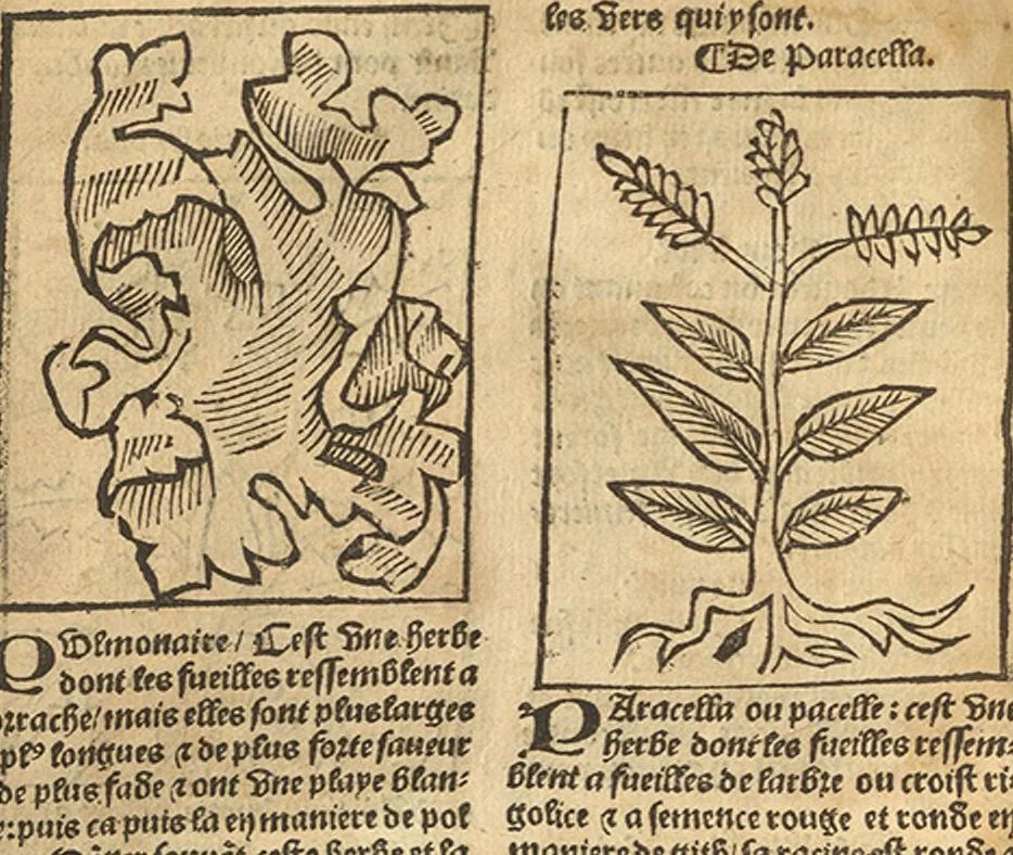 An illustration from Le grant herbier en Francoys, 1540, leaf 317