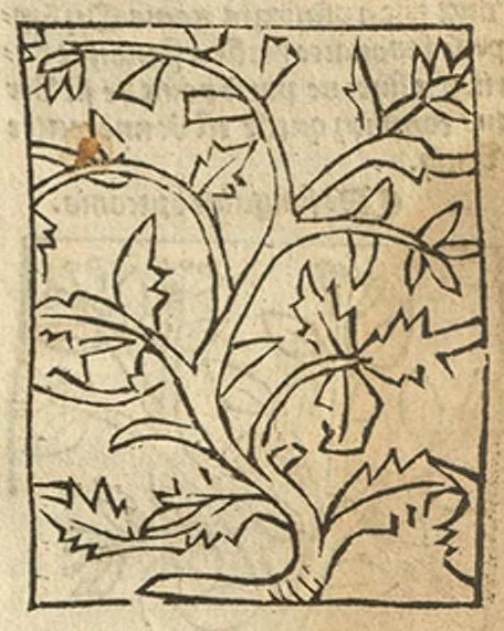 An illustration from Le grant herbier en Francoys, 1540, leaf 336