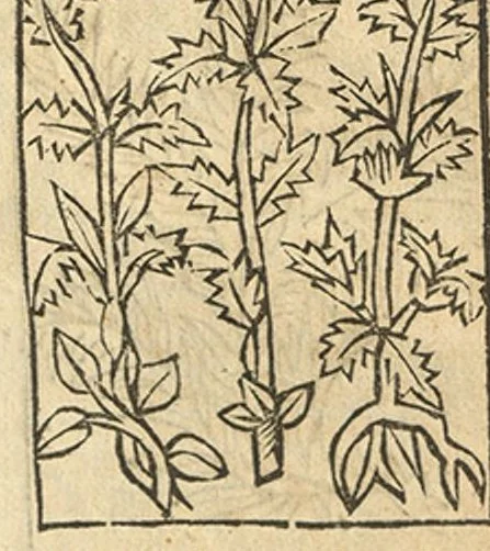 An illustration from Le grant herbier en Francoys, 1540, leaf 360