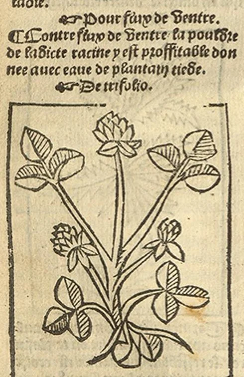 An illustration from Le grant herbier en Francoys, 1540, leaf 369