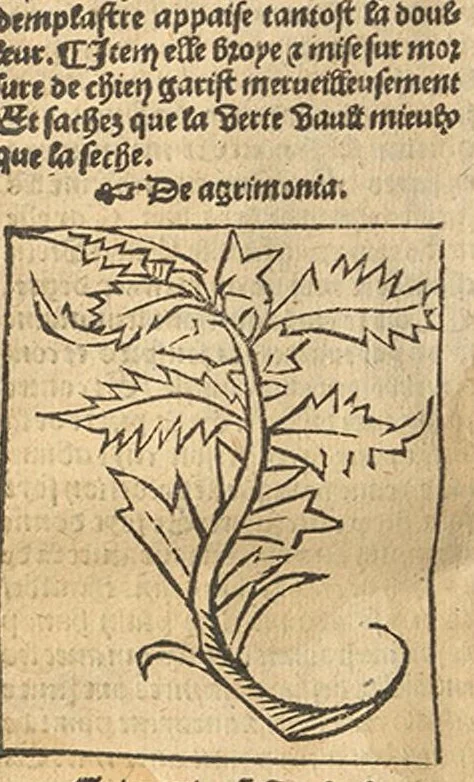An illustration from Le grant herbier en Francoys, 1540, leaf 87