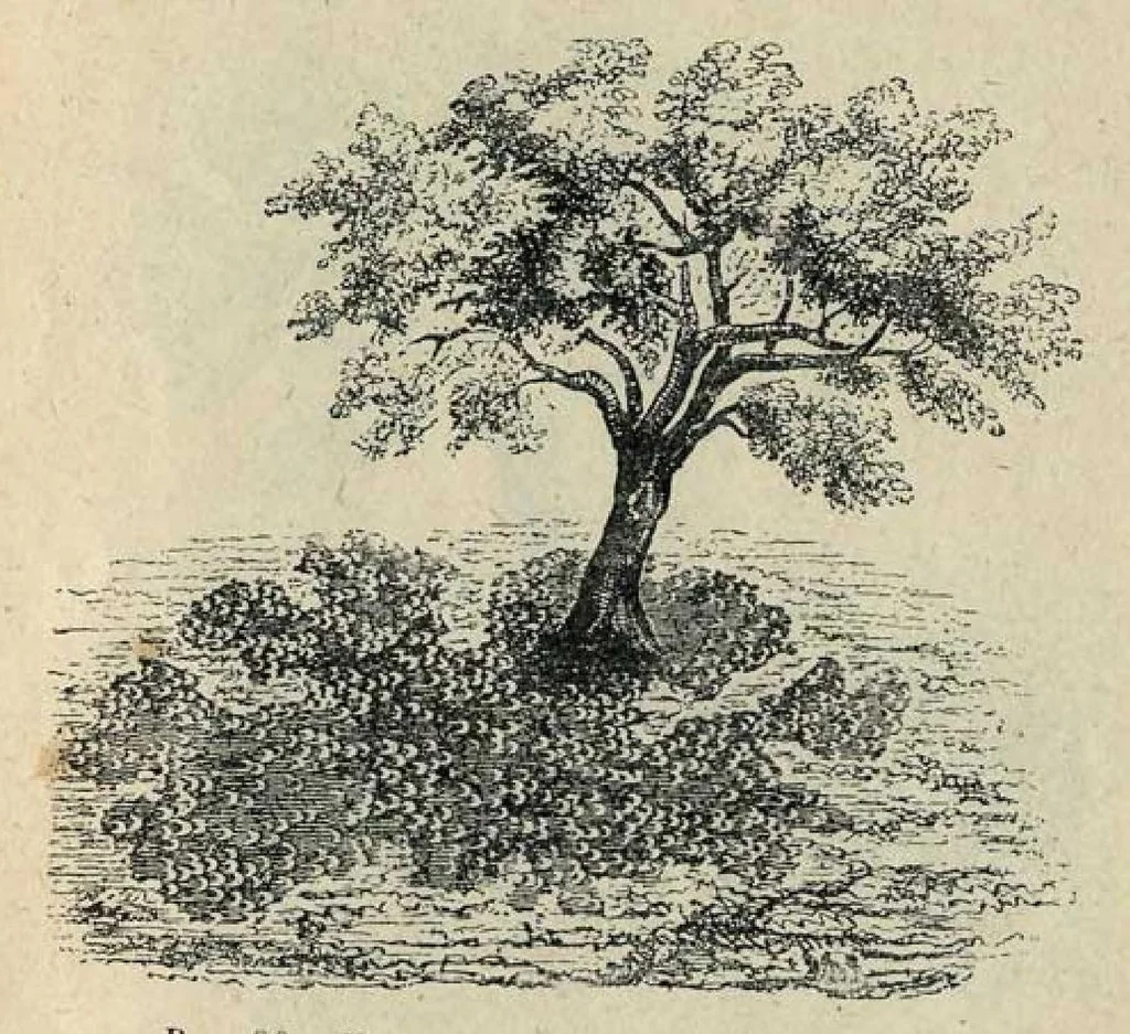 An illustration from Живописная астрономiя, 1900, leaf 102