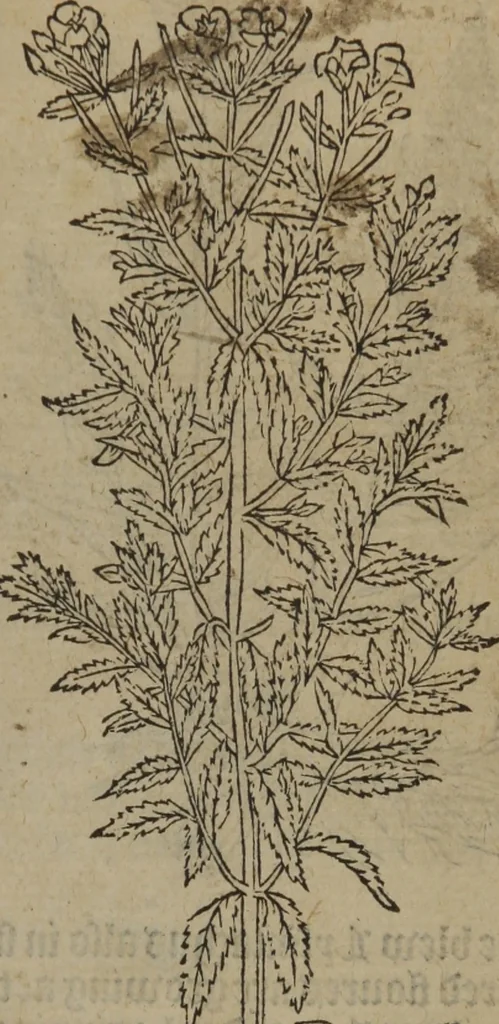 An illustration from A nievve herball, or Historie of plantes : wherein is contayned the whole discourse and perfect description of all sortes of herbes and plantes : their divers & sundry kindes ... and that not onely of those whiche are here growyng in this our countrie of Englande, but of all others also of forrayne realmes commonly used in physicke ; first set foorth in the Doutche or Almaigne tongue, 1578, leaf 100