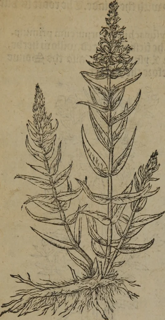 An illustration from A nievve herball, or Historie of plantes : wherein is contayned the whole discourse and perfect description of all sortes of herbes and plantes : their divers & sundry kindes ... and that not onely of those whiche are here growyng in this our countrie of Englande, but of all others also of forrayne realmes commonly used in physicke ; first set foorth in the Doutche or Almaigne tongue, 1578, leaf 101