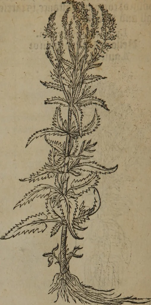 An illustration from A nievve herball, or Historie of plantes : wherein is contayned the whole discourse and perfect description of all sortes of herbes and plantes : their divers & sundry kindes ... and that not onely of those whiche are here growyng in this our countrie of Englande, but of all others also of forrayne realmes commonly used in physicke ; first set foorth in the Doutche or Almaigne tongue, 1578, leaf 101