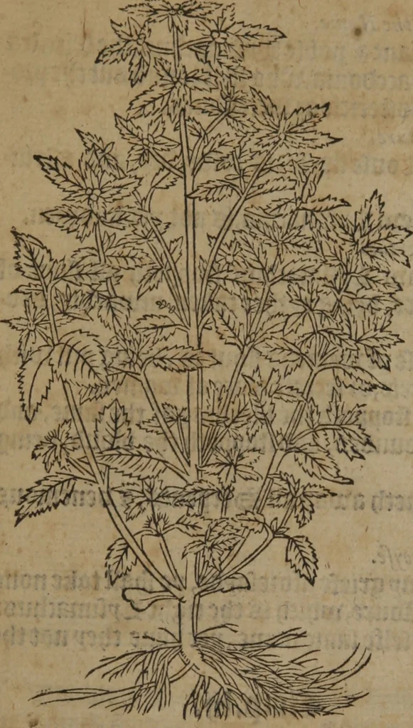 An illustration from A nievve herball, or Historie of plantes : wherein is contayned the whole discourse and perfect description of all sortes of herbes and plantes : their divers & sundry kindes ... and that not onely of those whiche are here growyng in this our countrie of Englande, but of all others also of forrayne realmes commonly used in physicke ; first set foorth in the Doutche or Almaigne tongue, 1578, leaf 103