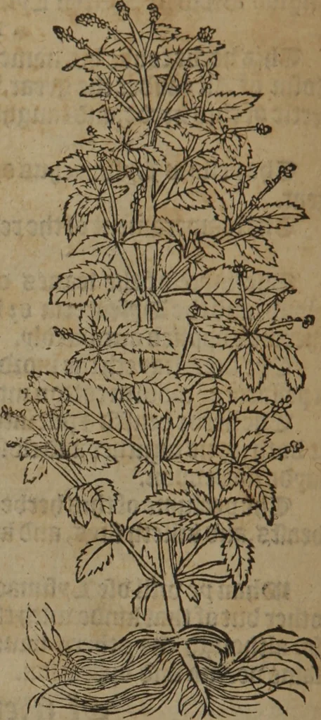 An illustration from A nievve herball, or Historie of plantes : wherein is contayned the whole discourse and perfect description of all sortes of herbes and plantes : their divers & sundry kindes ... and that not onely of those whiche are here growyng in this our countrie of Englande, but of all others also of forrayne realmes commonly used in physicke ; first set foorth in the Doutche or Almaigne tongue, 1578, leaf 103
