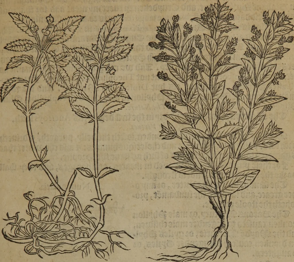An illustration from A nievve herball, or Historie of plantes : wherein is contayned the whole discourse and perfect description of all sortes of herbes and plantes : their divers & sundry kindes ... and that not onely of those whiche are here growyng in this our countrie of Englande, but of all others also of forrayne realmes commonly used in physicke ; first set foorth in the Doutche or Almaigne tongue, 1578, leaf 104