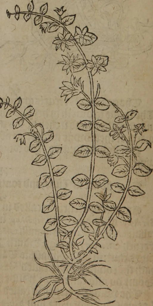 An illustration from A nievve herball, or Historie of plantes : wherein is contayned the whole discourse and perfect description of all sortes of herbes and plantes : their divers & sundry kindes ... and that not onely of those whiche are here growyng in this our countrie of Englande, but of all others also of forrayne realmes commonly used in physicke ; first set foorth in the Doutche or Almaigne tongue, 1578, leaf 105