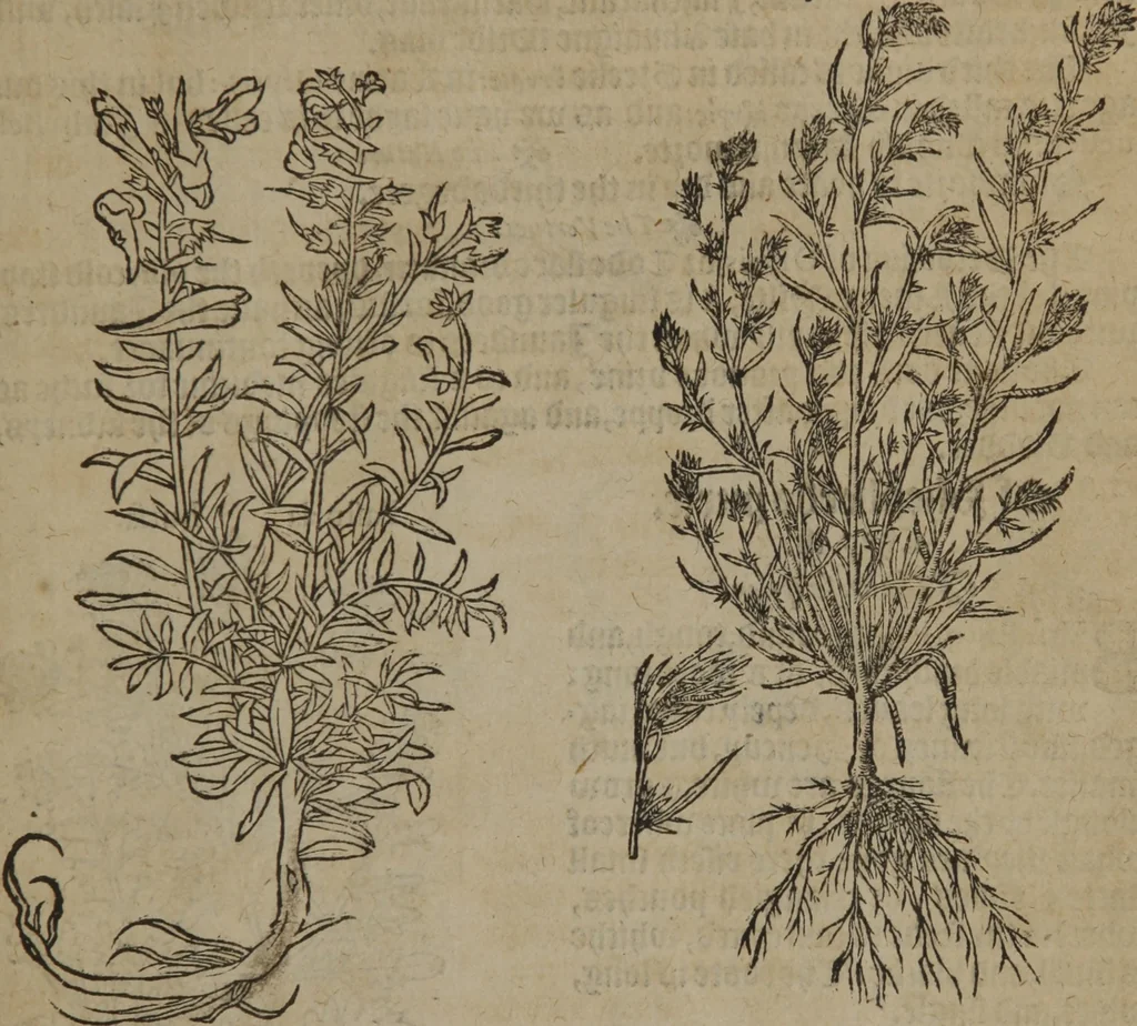 An illustration from A nievve herball, or Historie of plantes : wherein is contayned the whole discourse and perfect description of all sortes of herbes and plantes : their divers & sundry kindes ... and that not onely of those whiche are here growyng in this our countrie of Englande, but of all others also of forrayne realmes commonly used in physicke ; first set foorth in the Doutche or Almaigne tongue, 1578, leaf 106