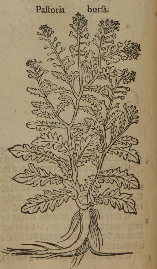 An illustration from A nievve herball, or Historie of plantes : wherein is contayned the whole discourse and perfect description of all sortes of herbes and plantes : their divers & sundry kindes ... and that not onely of those whiche are here growyng in this our countrie of Englande, but of all others also of forrayne realmes commonly used in physicke ; first set foorth in the Doutche or Almaigne tongue, 1578, leaf 107