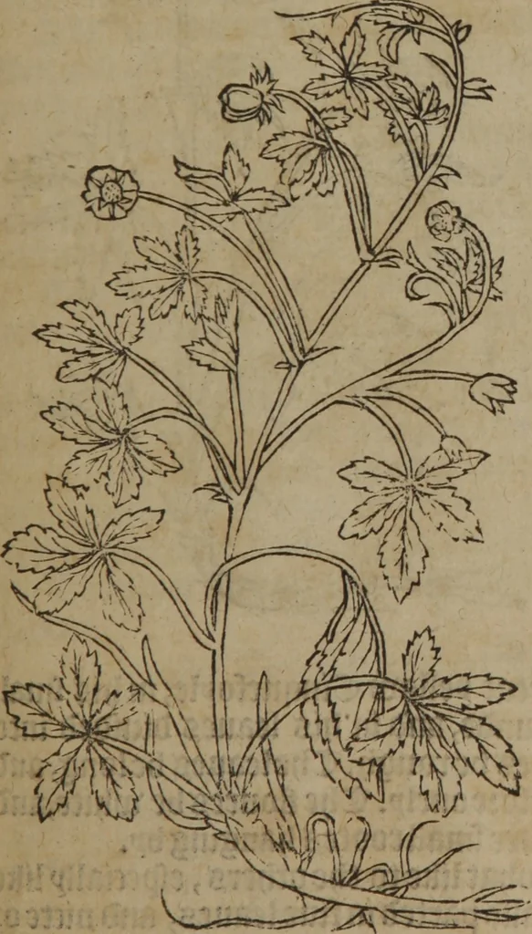 An illustration from A nievve herball, or Historie of plantes : wherein is contayned the whole discourse and perfect description of all sortes of herbes and plantes : their divers & sundry kindes ... and that not onely of those whiche are here growyng in this our countrie of Englande, but of all others also of forrayne realmes commonly used in physicke ; first set foorth in the Doutche or Almaigne tongue, 1578, leaf 108