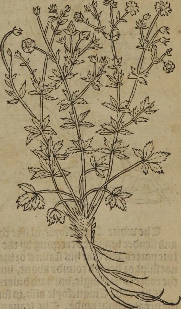 An illustration from A nievve herball, or Historie of plantes : wherein is contayned the whole discourse and perfect description of all sortes of herbes and plantes : their divers & sundry kindes ... and that not onely of those whiche are here growyng in this our countrie of Englande, but of all others also of forrayne realmes commonly used in physicke ; first set foorth in the Doutche or Almaigne tongue, 1578, leaf 108
