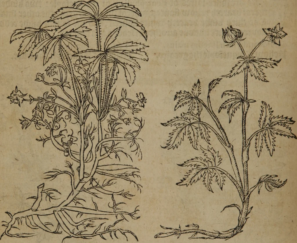 An illustration from A nievve herball, or Historie of plantes : wherein is contayned the whole discourse and perfect description of all sortes of herbes and plantes : their divers & sundry kindes ... and that not onely of those whiche are here growyng in this our countrie of Englande, but of all others also of forrayne realmes commonly used in physicke ; first set foorth in the Doutche or Almaigne tongue, 1578, leaf 109