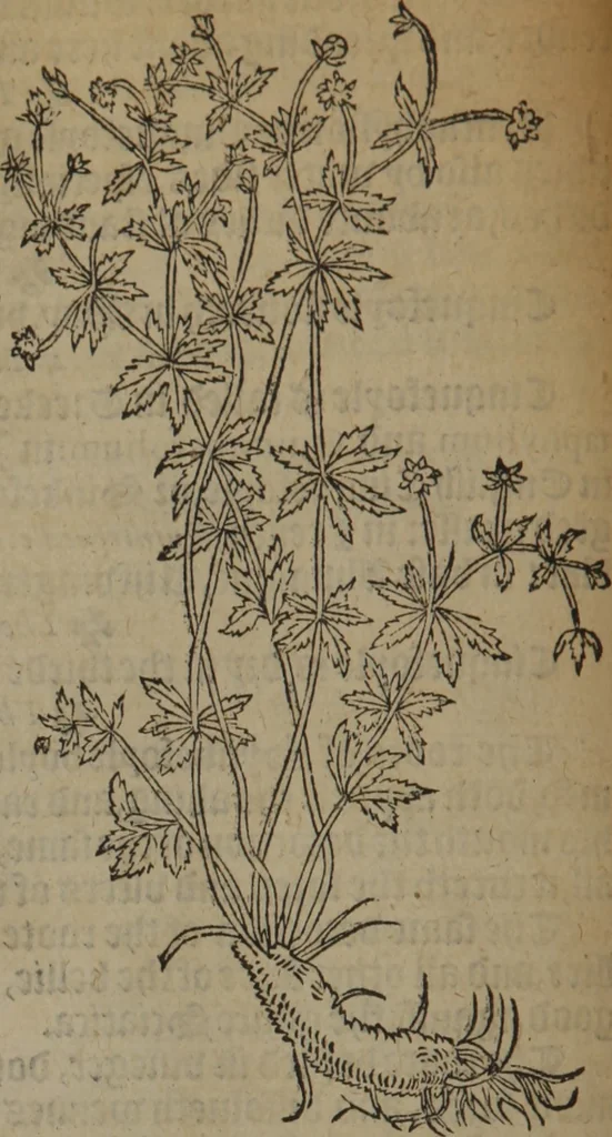 An illustration from A nievve herball, or Historie of plantes : wherein is contayned the whole discourse and perfect description of all sortes of herbes and plantes : their divers & sundry kindes ... and that not onely of those whiche are here growyng in this our countrie of Englande, but of all others also of forrayne realmes commonly used in physicke ; first set foorth in the Doutche or Almaigne tongue, 1578, leaf 111