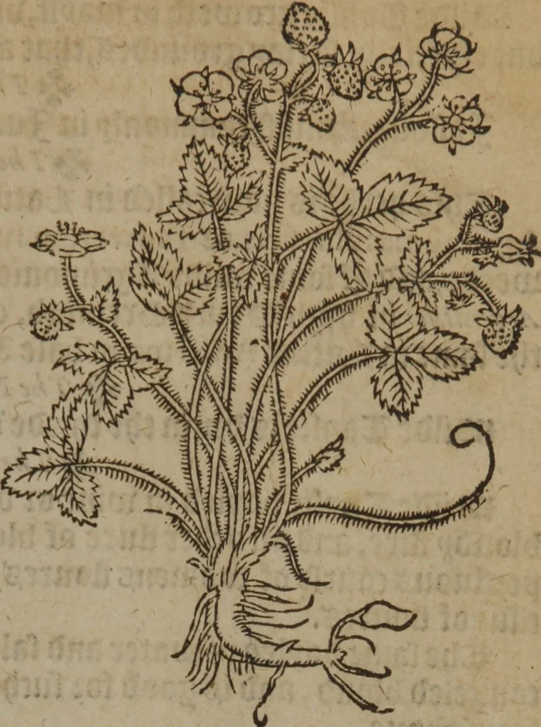 An illustration from A nievve herball, or Historie of plantes : wherein is contayned the whole discourse and perfect description of all sortes of herbes and plantes : their divers & sundry kindes ... and that not onely of those whiche are here growyng in this our countrie of Englande, but of all others also of forrayne realmes commonly used in physicke ; first set foorth in the Doutche or Almaigne tongue, 1578, leaf 112