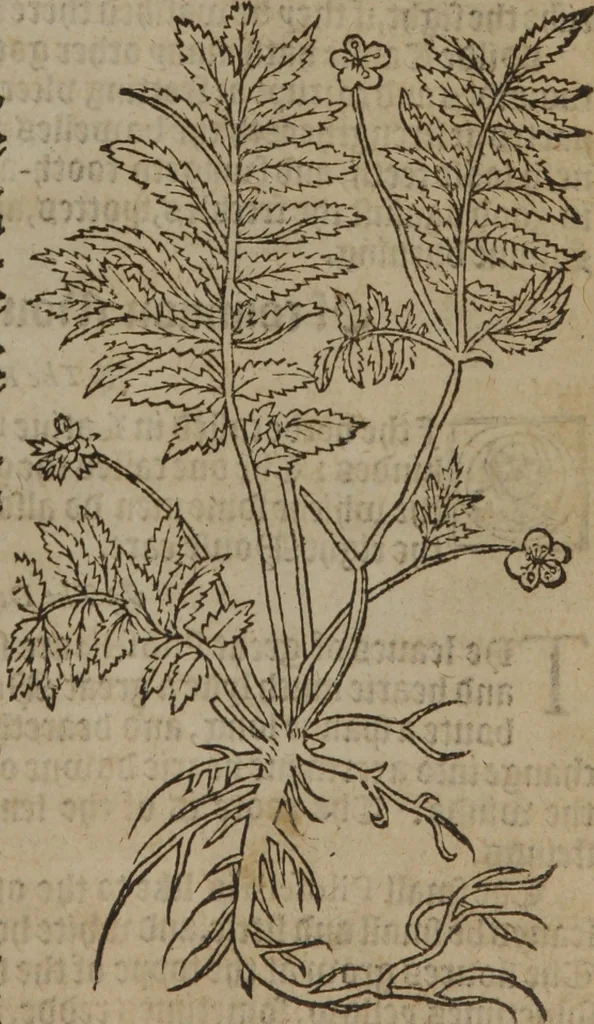 An illustration from A nievve herball, or Historie of plantes : wherein is contayned the whole discourse and perfect description of all sortes of herbes and plantes : their divers & sundry kindes ... and that not onely of those whiche are here growyng in this our countrie of Englande, but of all others also of forrayne realmes commonly used in physicke ; first set foorth in the Doutche or Almaigne tongue, 1578, leaf 112