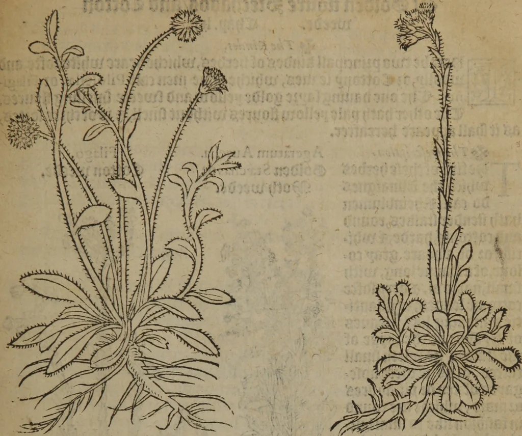 An illustration from A nievve herball, or Historie of plantes : wherein is contayned the whole discourse and perfect description of all sortes of herbes and plantes : their divers & sundry kindes ... and that not onely of those whiche are here growyng in this our countrie of Englande, but of all others also of forrayne realmes commonly used in physicke ; first set foorth in the Doutche or Almaigne tongue, 1578, leaf 114