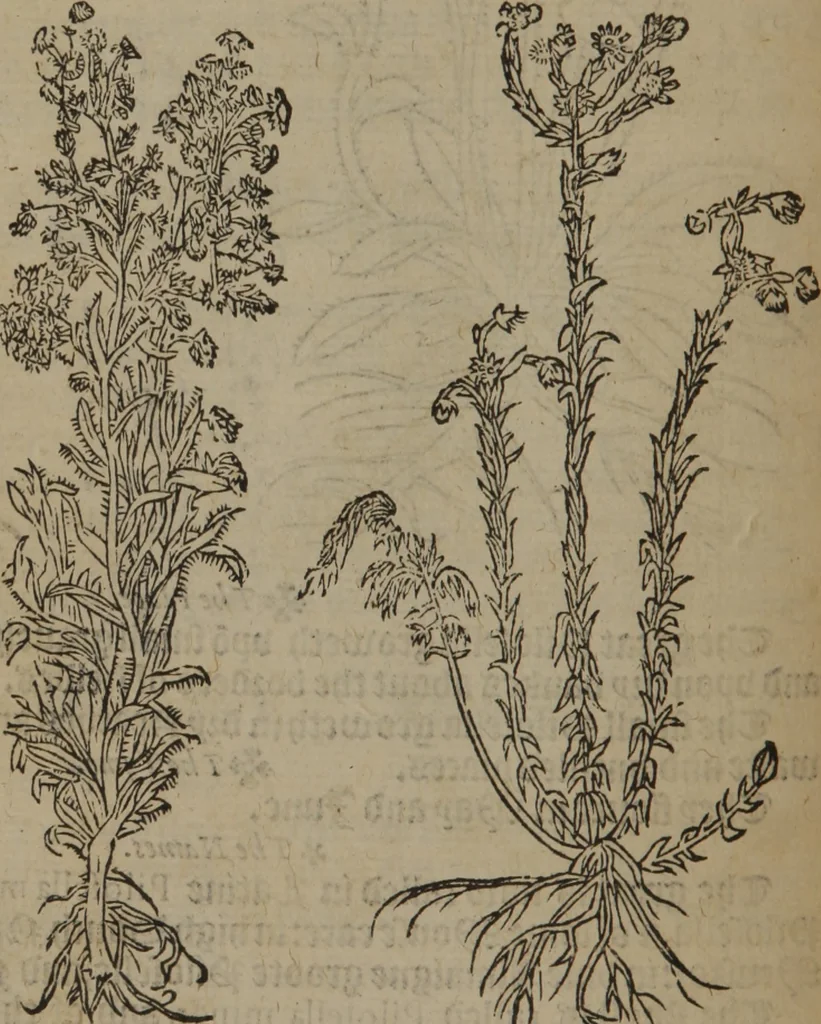 An illustration from A nievve herball, or Historie of plantes : wherein is contayned the whole discourse and perfect description of all sortes of herbes and plantes : their divers & sundry kindes ... and that not onely of those whiche are here growyng in this our countrie of Englande, but of all others also of forrayne realmes commonly used in physicke ; first set foorth in the Doutche or Almaigne tongue, 1578, leaf 115
