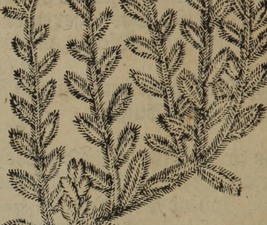 An illustration from A nievve herball, or Historie of plantes : wherein is contayned the whole discourse and perfect description of all sortes of herbes and plantes : their divers & sundry kindes ... and that not onely of those whiche are here growyng in this our countrie of Englande, but of all others also of forrayne realmes commonly used in physicke ; first set foorth in the Doutche or Almaigne tongue, 1578, leaf 117
