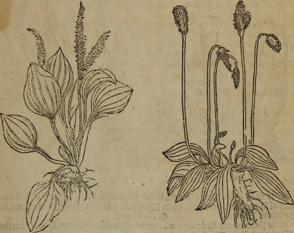 An illustration from A nievve herball, or Historie of plantes : wherein is contayned the whole discourse and perfect description of all sortes of herbes and plantes : their divers & sundry kindes ... and that not onely of those whiche are here growyng in this our countrie of Englande, but of all others also of forrayne realmes commonly used in physicke ; first set foorth in the Doutche or Almaigne tongue, 1578, leaf 118
