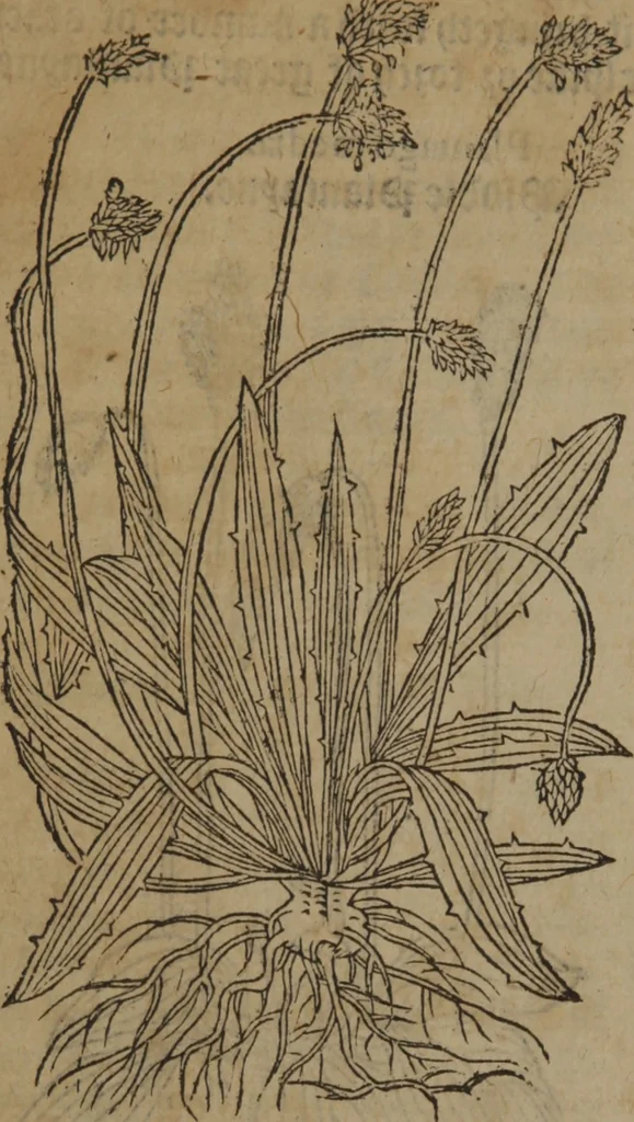 An illustration from A nievve herball, or Historie of plantes : wherein is contayned the whole discourse and perfect description of all sortes of herbes and plantes : their divers & sundry kindes ... and that not onely of those whiche are here growyng in this our countrie of Englande, but of all others also of forrayne realmes commonly used in physicke ; first set foorth in the Doutche or Almaigne tongue, 1578, leaf 119