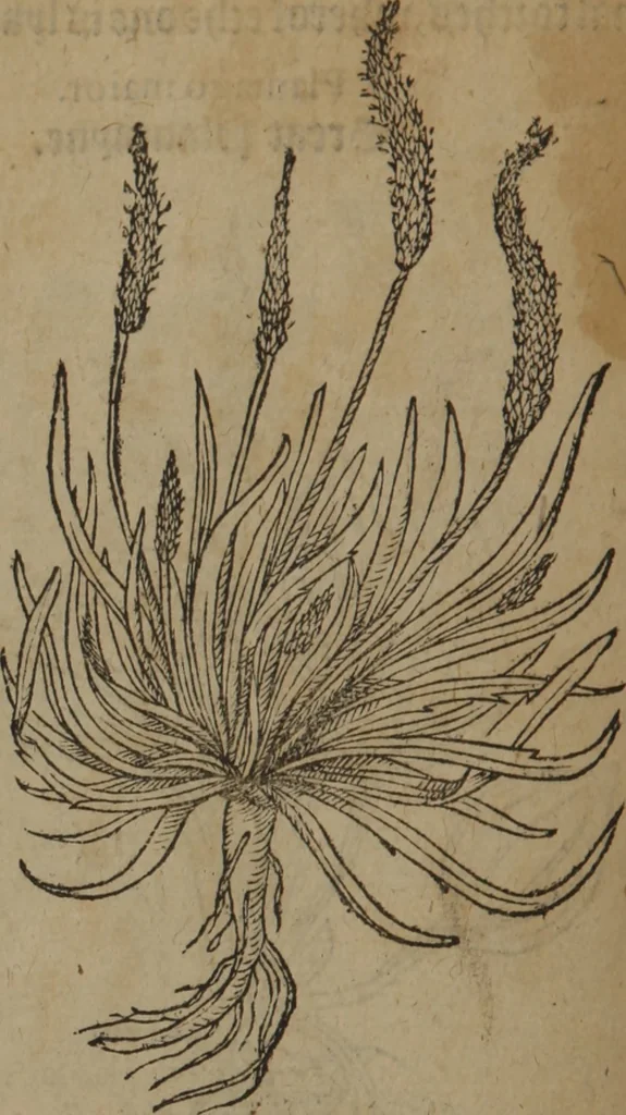 An illustration from A nievve herball, or Historie of plantes : wherein is contayned the whole discourse and perfect description of all sortes of herbes and plantes : their divers & sundry kindes ... and that not onely of those whiche are here growyng in this our countrie of Englande, but of all others also of forrayne realmes commonly used in physicke ; first set foorth in the Doutche or Almaigne tongue, 1578, leaf 119
