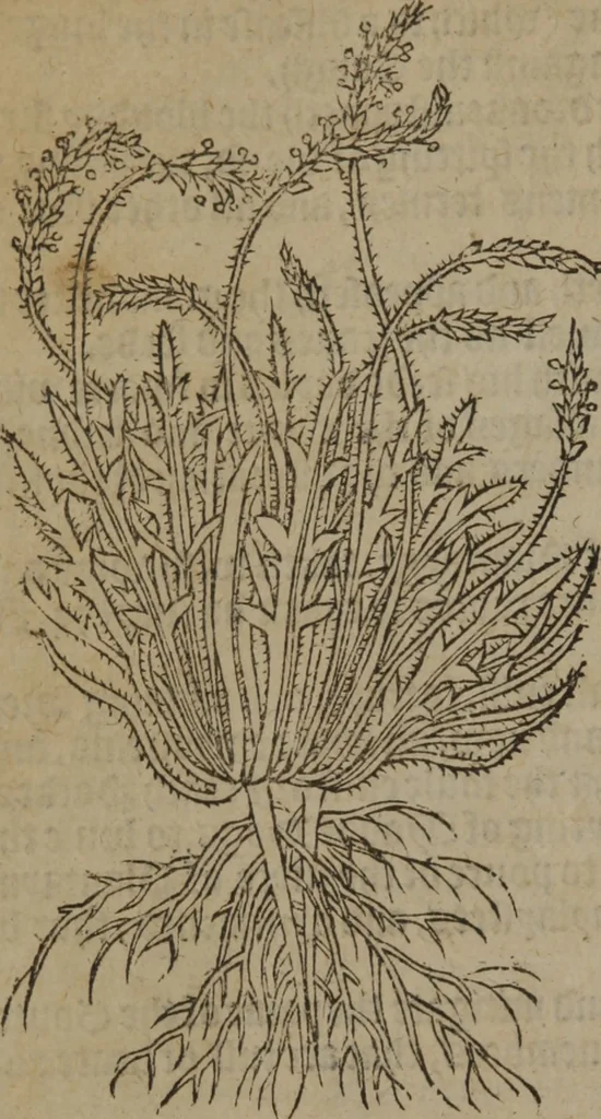 An illustration from A nievve herball, or Historie of plantes : wherein is contayned the whole discourse and perfect description of all sortes of herbes and plantes : their divers & sundry kindes ... and that not onely of those whiche are here growyng in this our countrie of Englande, but of all others also of forrayne realmes commonly used in physicke ; first set foorth in the Doutche or Almaigne tongue, 1578, leaf 121