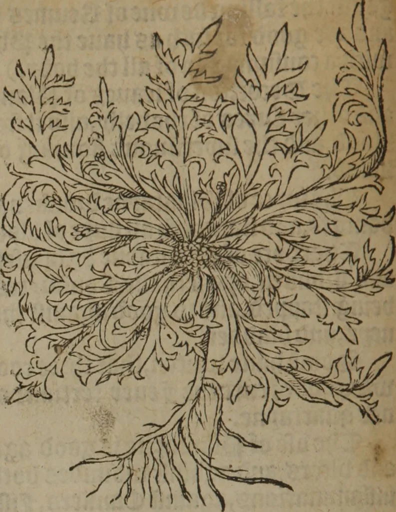 An illustration from A nievve herball, or Historie of plantes : wherein is contayned the whole discourse and perfect description of all sortes of herbes and plantes : their divers & sundry kindes ... and that not onely of those whiche are here growyng in this our countrie of Englande, but of all others also of forrayne realmes commonly used in physicke ; first set foorth in the Doutche or Almaigne tongue, 1578, leaf 121