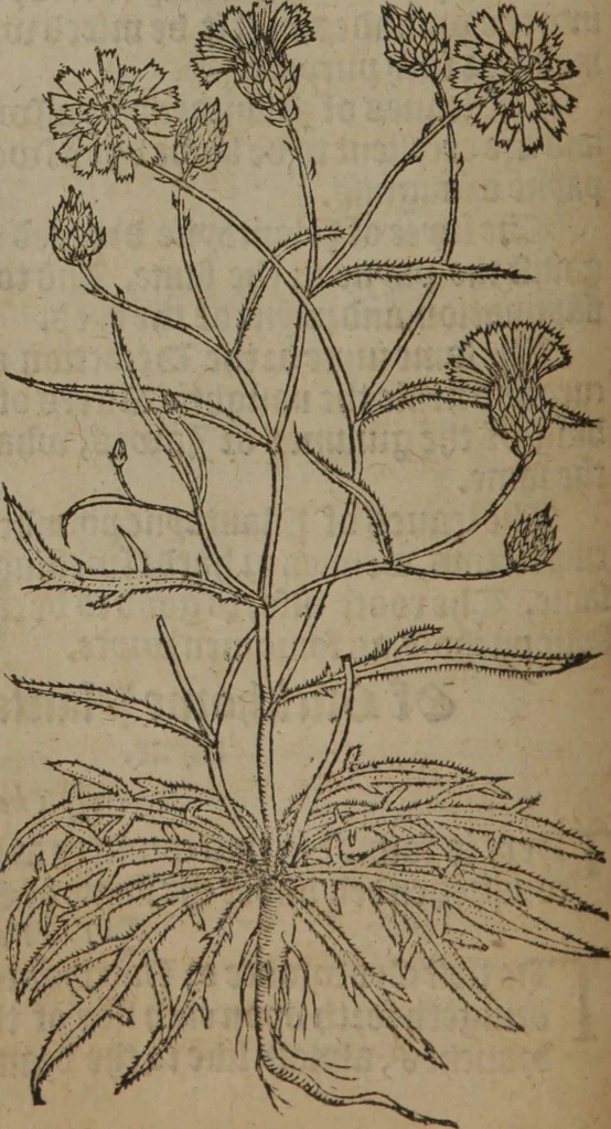 An illustration from A nievve herball, or Historie of plantes : wherein is contayned the whole discourse and perfect description of all sortes of herbes and plantes : their divers & sundry kindes ... and that not onely of those whiche are here growyng in this our countrie of Englande, but of all others also of forrayne realmes commonly used in physicke ; first set foorth in the Doutche or Almaigne tongue, 1578, leaf 121