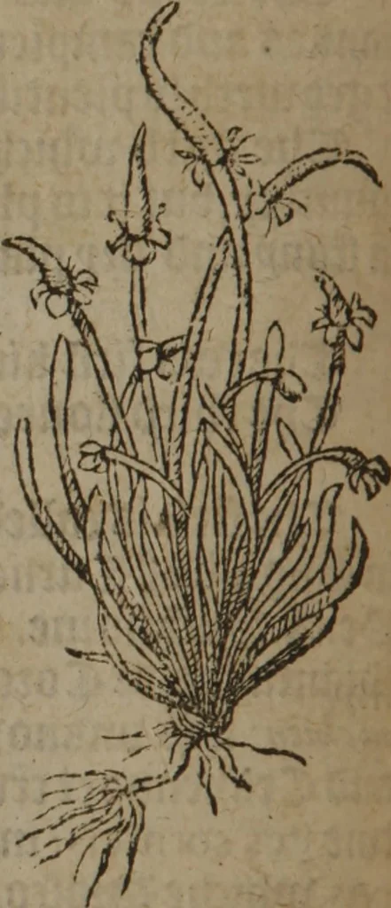 An illustration from A nievve herball, or Historie of plantes : wherein is contayned the whole discourse and perfect description of all sortes of herbes and plantes : their divers & sundry kindes ... and that not onely of those whiche are here growyng in this our countrie of Englande, but of all others also of forrayne realmes commonly used in physicke ; first set foorth in the Doutche or Almaigne tongue, 1578, leaf 123