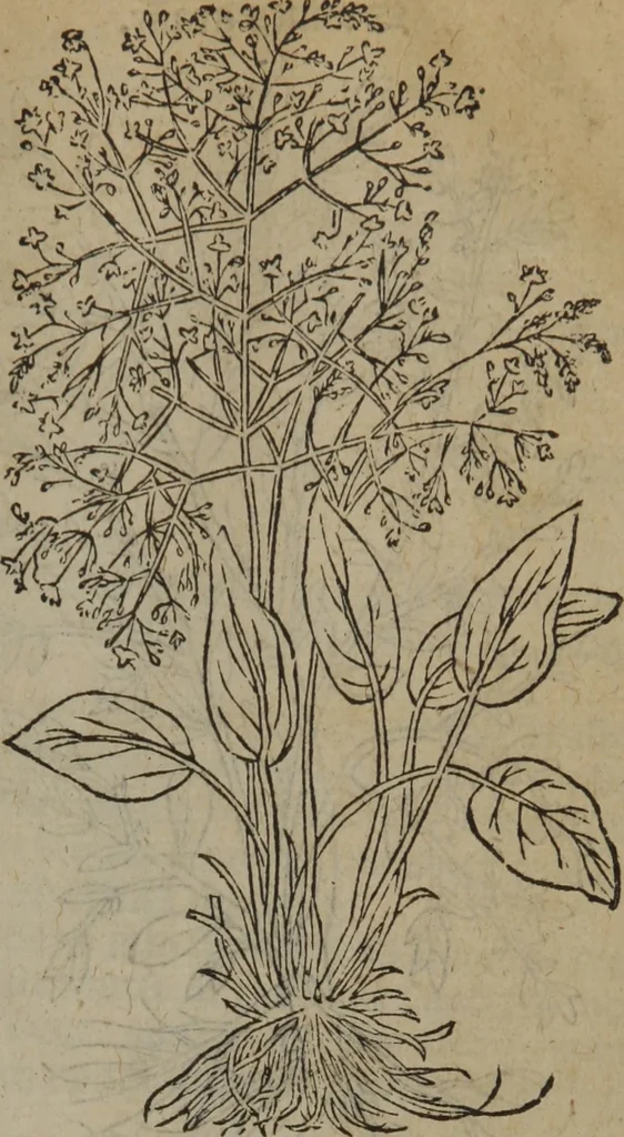 An illustration from A nievve herball, or Historie of plantes : wherein is contayned the whole discourse and perfect description of all sortes of herbes and plantes : their divers & sundry kindes ... and that not onely of those whiche are here growyng in this our countrie of Englande, but of all others also of forrayne realmes commonly used in physicke ; first set foorth in the Doutche or Almaigne tongue, 1578, leaf 124