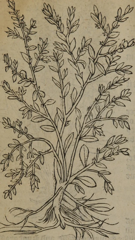 An illustration from A nievve herball, or Historie of plantes : wherein is contayned the whole discourse and perfect description of all sortes of herbes and plantes : their divers & sundry kindes ... and that not onely of those whiche are here growyng in this our countrie of Englande, but of all others also of forrayne realmes commonly used in physicke ; first set foorth in the Doutche or Almaigne tongue, 1578, leaf 125