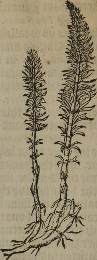 An illustration from A nievve herball, or Historie of plantes : wherein is contayned the whole discourse and perfect description of all sortes of herbes and plantes : their divers & sundry kindes ... and that not onely of those whiche are here growyng in this our countrie of Englande, but of all others also of forrayne realmes commonly used in physicke ; first set foorth in the Doutche or Almaigne tongue, 1578, leaf 125