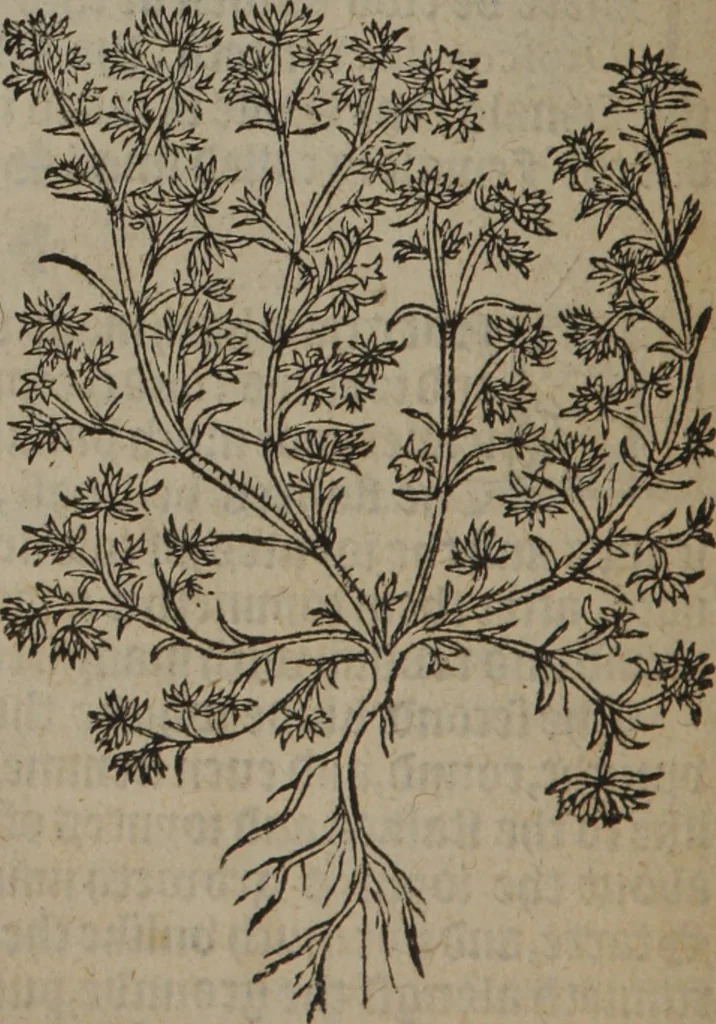 An illustration from A nievve herball, or Historie of plantes : wherein is contayned the whole discourse and perfect description of all sortes of herbes and plantes : their divers & sundry kindes ... and that not onely of those whiche are here growyng in this our countrie of Englande, but of all others also of forrayne realmes commonly used in physicke ; first set foorth in the Doutche or Almaigne tongue, 1578, leaf 125
